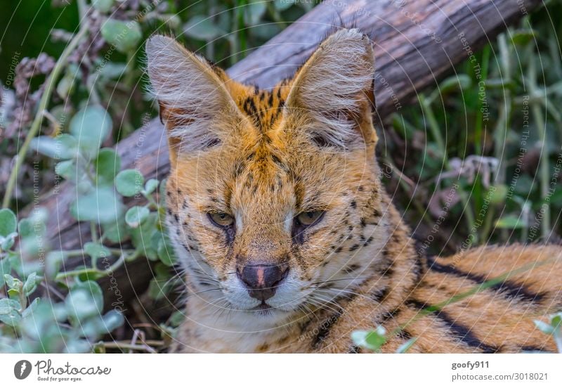 Montagsstimmung Ferien & Urlaub & Reisen Tourismus Ausflug Abenteuer Ferne Freiheit Safari Expedition Gras Sträucher Tier Wildtier Katze Tiergesicht Fell 1