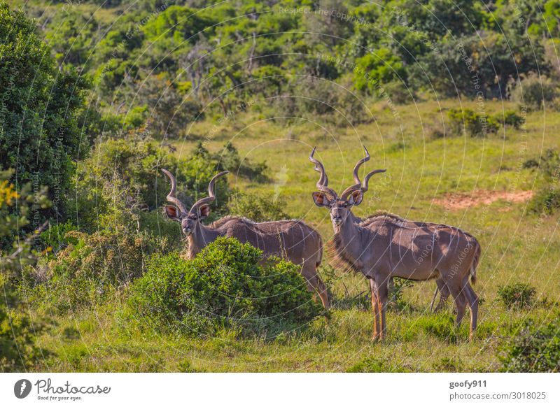 Alles im Blick Ferien & Urlaub & Reisen Tourismus Ausflug Abenteuer Ferne Freiheit Safari Expedition Umwelt Natur Landschaft Wärme Dürre Pflanze Baum Gras