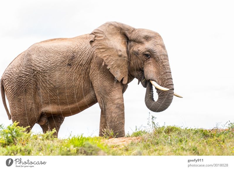 Genießen Ferien & Urlaub & Reisen Tourismus Ausflug Abenteuer Ferne Freiheit Safari Expedition Umwelt Natur Landschaft Gras Sträucher Tier Wildtier Fährte