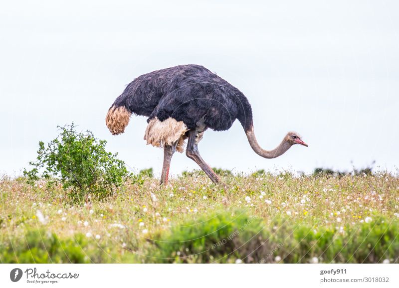 Vogelstrauß Ferien & Urlaub & Reisen Tourismus Ausflug Abenteuer Ferne Freiheit Safari Expedition Umwelt Natur Landschaft Himmel Pflanze Blume Gras Blüte Tier