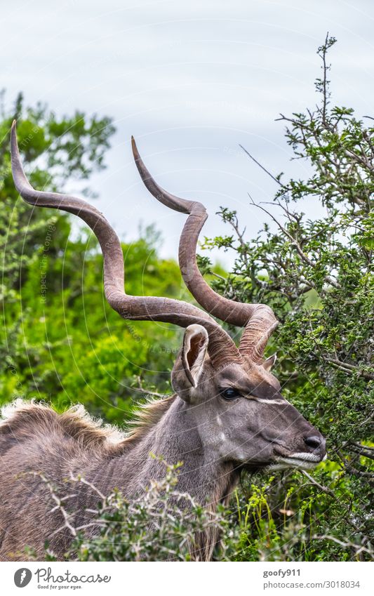 Kudu III Ferien & Urlaub & Reisen Tourismus Ausflug Abenteuer Ferne Freiheit Safari Expedition Umwelt Natur Landschaft Pflanze Baum Sträucher Grünpflanze Tier