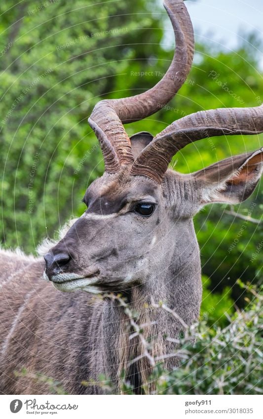 Kudu II Ferien & Urlaub & Reisen Tourismus Ausflug Abenteuer Ferne Freiheit Safari Expedition Umwelt Natur Landschaft Baum Sträucher Grünpflanze Tier Wildtier