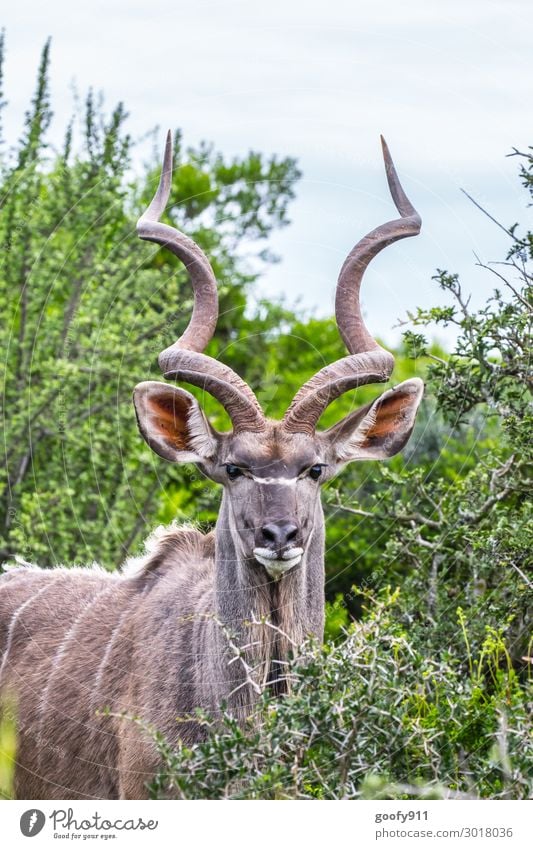 Kudu Ferien & Urlaub & Reisen Tourismus Ausflug Abenteuer Ferne Freiheit Safari Expedition Umwelt Natur Landschaft Pflanze Baum Sträucher Blatt Grünpflanze Tier