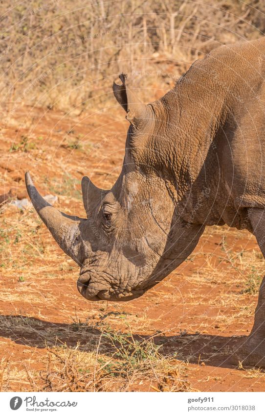 Nashorn Ferien & Urlaub & Reisen Ausflug Abenteuer Ferne Freiheit Safari Expedition Kopf Gesicht Ohr Natur Erde Sand Tier Wildtier Tiergesicht Schuppen Pfote