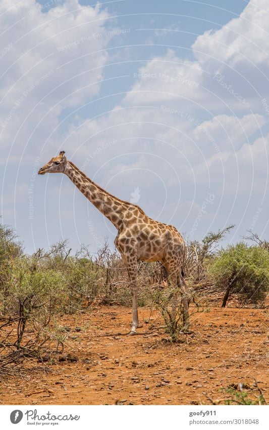 Groß gewachsen Ferien & Urlaub & Reisen Tourismus Ausflug Abenteuer Ferne Freiheit Safari Expedition Umwelt Natur Landschaft Erde Sand Himmel Wolken Sonnenlicht