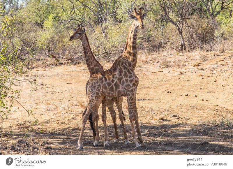 Liebespaar Ferien & Urlaub & Reisen Tourismus Ausflug Abenteuer Ferne Freiheit Safari Expedition Umwelt Natur Landschaft Erde Sand Wärme Dürre Baum Sträucher