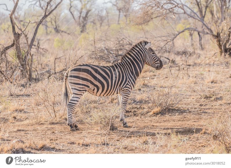 Was ist da hinten?? Ferien & Urlaub & Reisen Tourismus Ausflug Abenteuer Ferne Freiheit Safari Expedition Umwelt Natur Landschaft Erde Wärme Dürre Gras