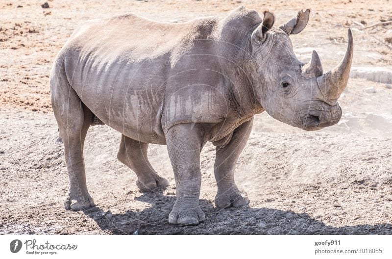 Muskulös Ferien & Urlaub & Reisen Ausflug Abenteuer Ferne Freiheit Safari Expedition Natur Erde Sand Wärme Dürre Tier Wildtier Tiergesicht Schuppen Krallen