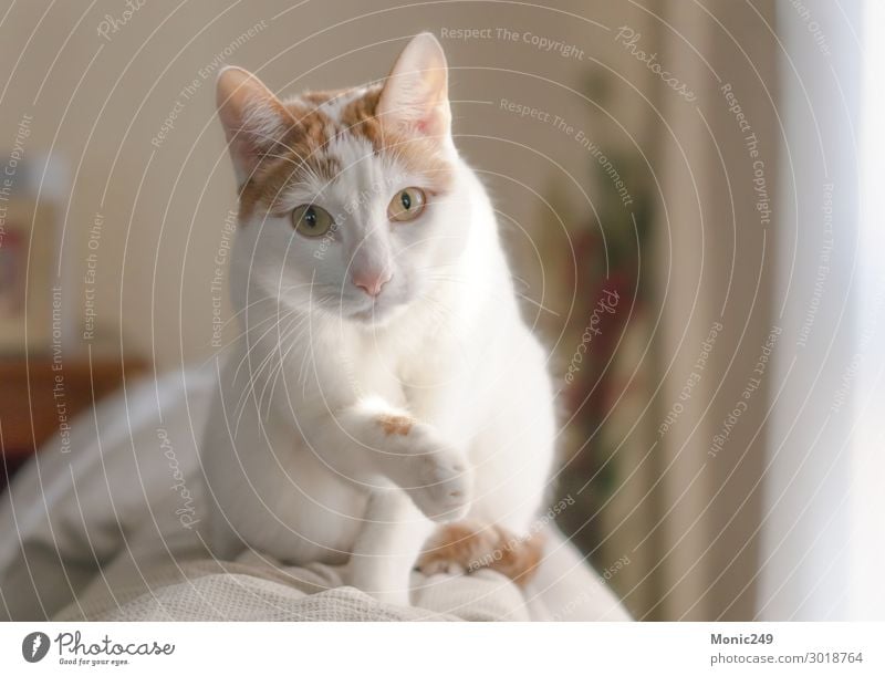 Wunderschöne weiße Katze mit braunen Flecken kletterte auf eine Couch. Gesicht Haus Baby Tier Pelzmantel Haustier 1 Blick blond elegant kuschlig klein lustig