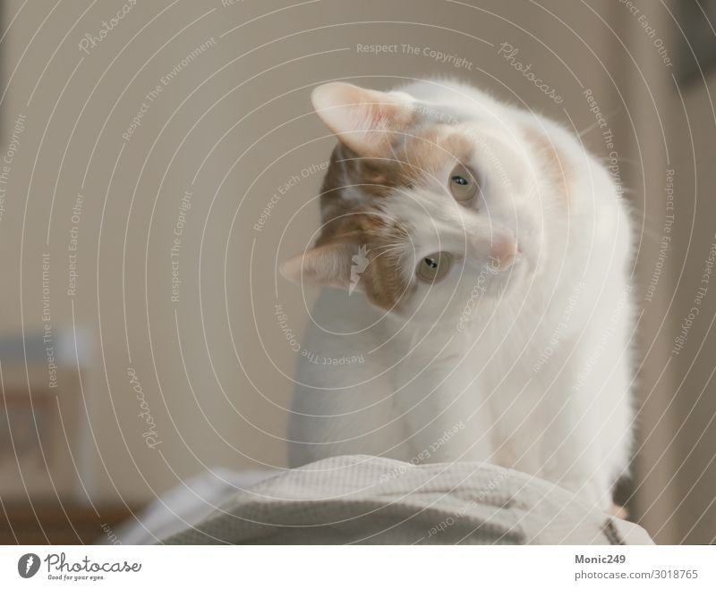 Wunderschöne weiße Katze mit braunen Flecken kletterte auf eine Couch. Gesicht Baby Tier Pelzmantel Haustier Tiergesicht 1 blond elegant kuschlig klein lustig