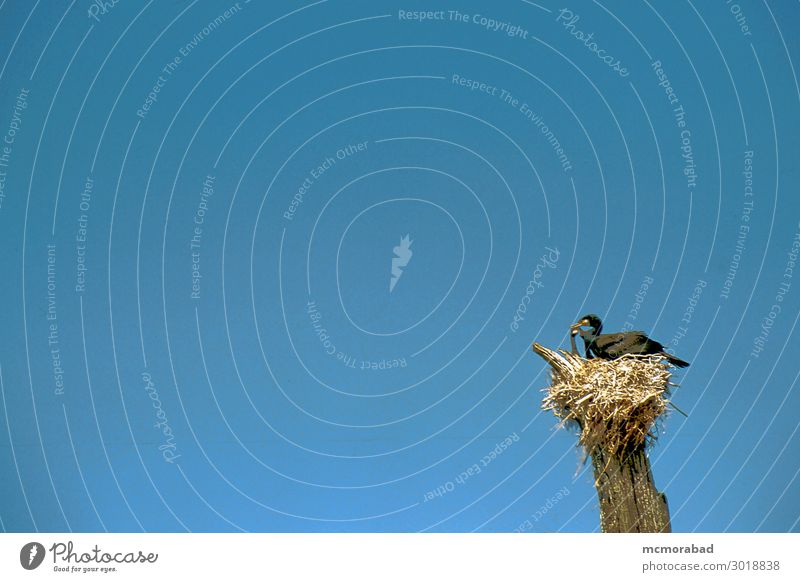 Vogel mit Beute Natur Himmel 1 Tier sitzen blau schwarz Trennung Fauna natürliche Welt Sitzgelegenheit basierend auf Nest vereinzelt horizontal Farbfoto