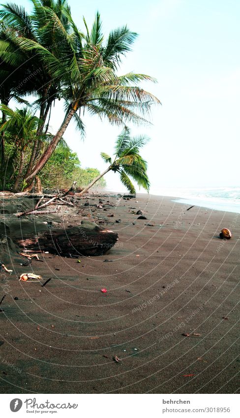 unberührt Menschenleer Außenaufnahme Farbfoto wild Fernweh traumhaft schön Karibik tortuguero Costa Rica fantastisch außergewöhnlich Meer Strand Küste Wellen