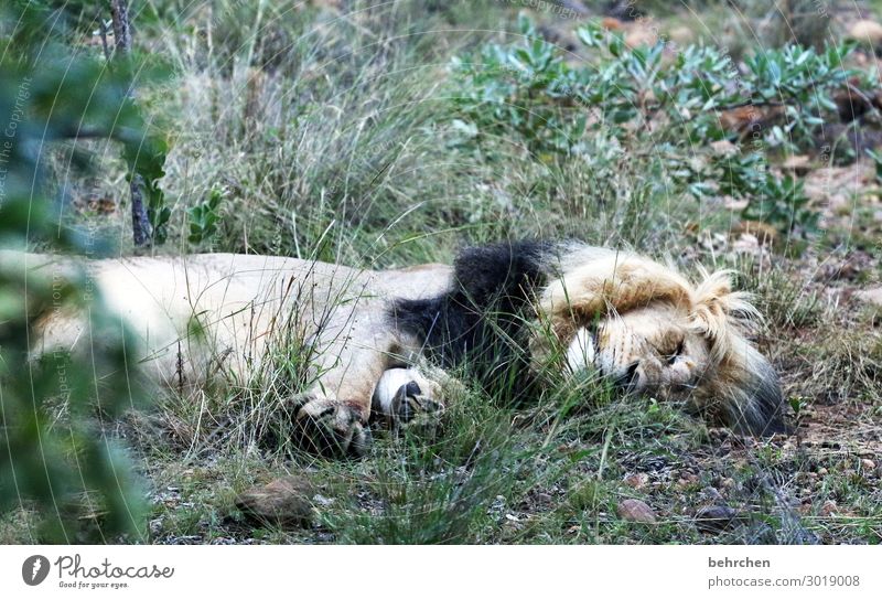 *2 2 2 2*...da legst di nieda Tierporträt Unschärfe Sonnenlicht Kontrast Licht Wildnis wild majestätisch Fressen Tiergesicht Tourismus Ausflug Fell