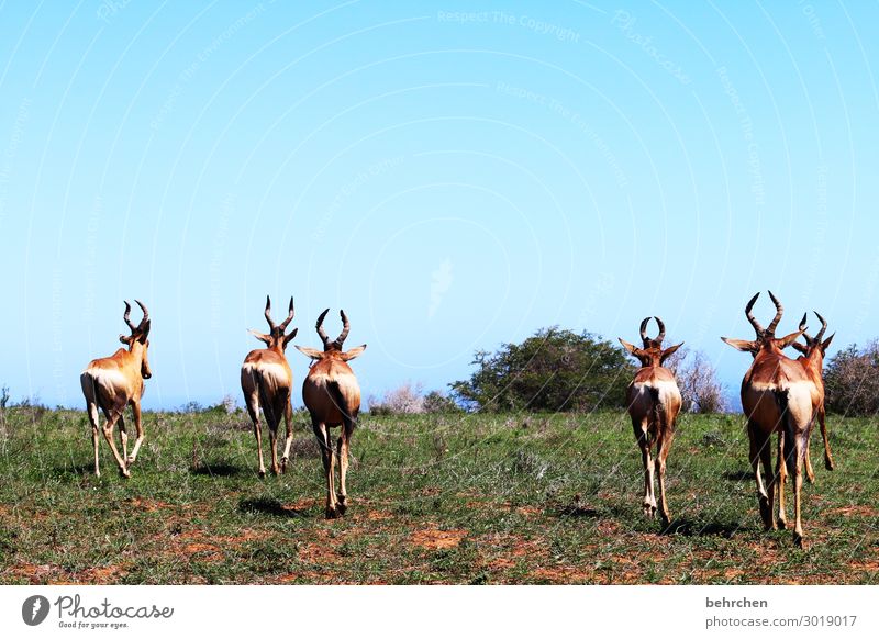 antilopengang addo elephant national park Tier Menschenleer Natur Landschaft außergewöhnlich Wildtier Tourismus exotisch Ausflug Abenteuer Antilopen Farbfoto