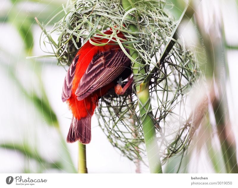 wertvoll | zuhause Ferien & Urlaub & Reisen Tourismus Ausflug Abenteuer Ferne Freiheit Safari Wildtier Vogel Flügel Feder webervogel red bishop bauen