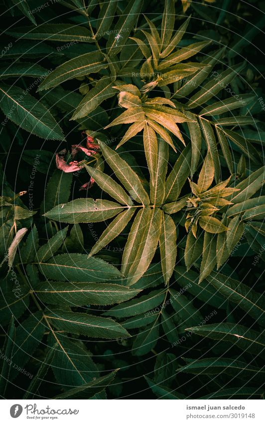 grüne Pflanze hinterlässt strukturierten Hintergrund im Garten Blatt geblümt Natur Dekoration & Verzierung abstrakt Konsistenz frisch Außenaufnahme