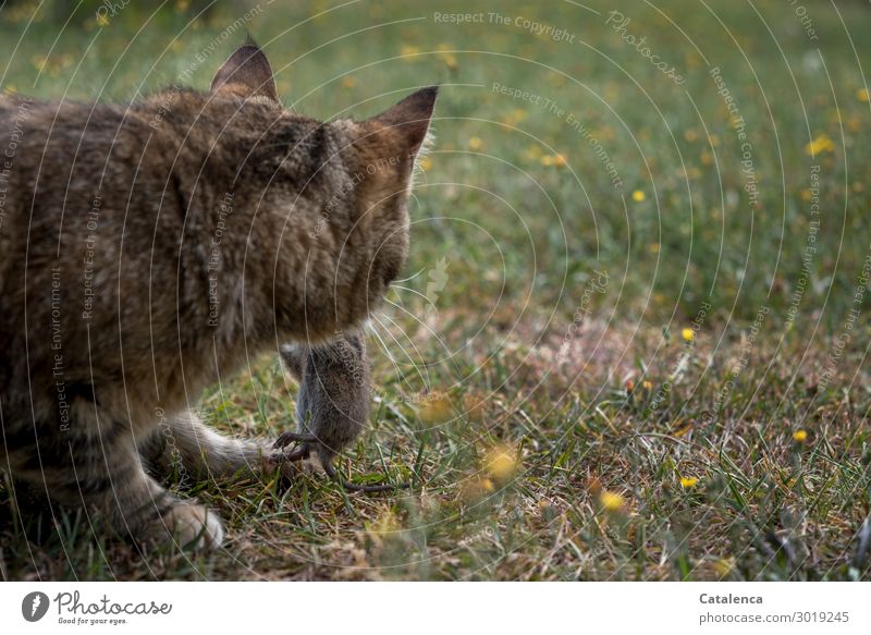 Jagderfolg, Katze mit erbeuteter Maus im Maul Natur Pflanze Tier Sommer Blume Gras Blüte Garten Wiese Haustier Totes Tier 2 Fressen authentisch natürlich