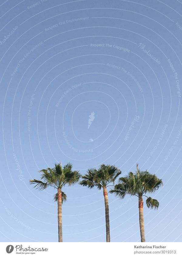 Palmen Natur Himmel Frühling Sommer Herbst Winter Schönes Wetter blau braun grün Ferien & Urlaub & Reisen Palmenwedel Strand Meer Süden Spanien Andalusien 3