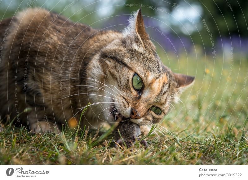 Vorsicht scharf | Katzenzähne, Katze frisst Maus Natur Pflanze Tier Sommer Blume Gras Blatt Blüte Lavendel Garten Wiese Haustier Nutztier Wildtier 2 Fressen