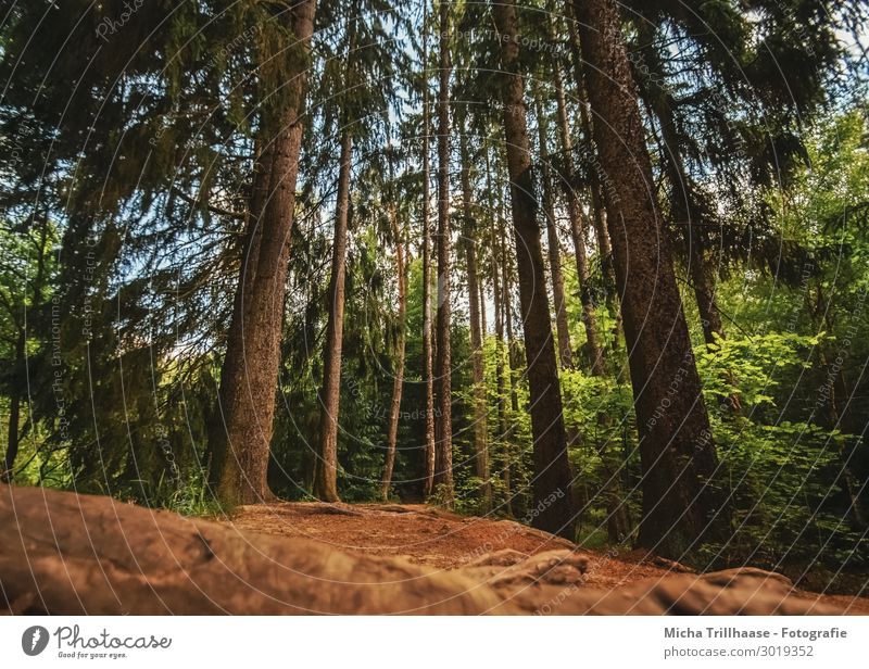 Sonnenlicht auf dem Waldweg Ferien & Urlaub & Reisen Tourismus Ausflug wandern Umwelt Natur Landschaft Pflanze Sand Himmel Schönes Wetter Baum Erholung