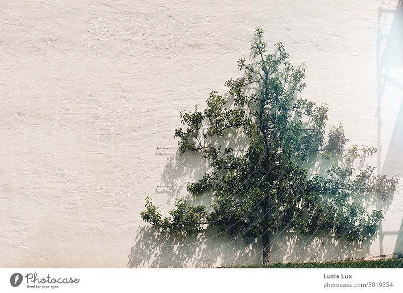 Licht und Schatten Natur Pflanze Sonne Sonnenlicht Sommer Schönes Wetter Baum Haus Mauer Wand grün Gedeckte Farben Außenaufnahme Textfreiraum links