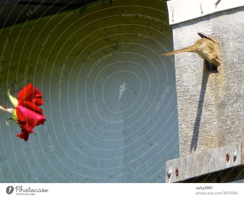 Nachbarschaft... Blume Rose Tier Vogel Spatz Feldsperling vogelhäuschen Nistkasten 1 beobachten Duft fliegen füttern hocken Häusliches Leben braun rot Sympathie