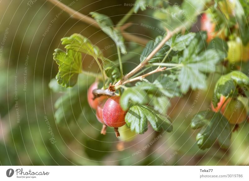 Stachelbeeren 1 Frucht Ernährung Bioprodukte Natur ästhetisch Außenaufnahme Menschenleer