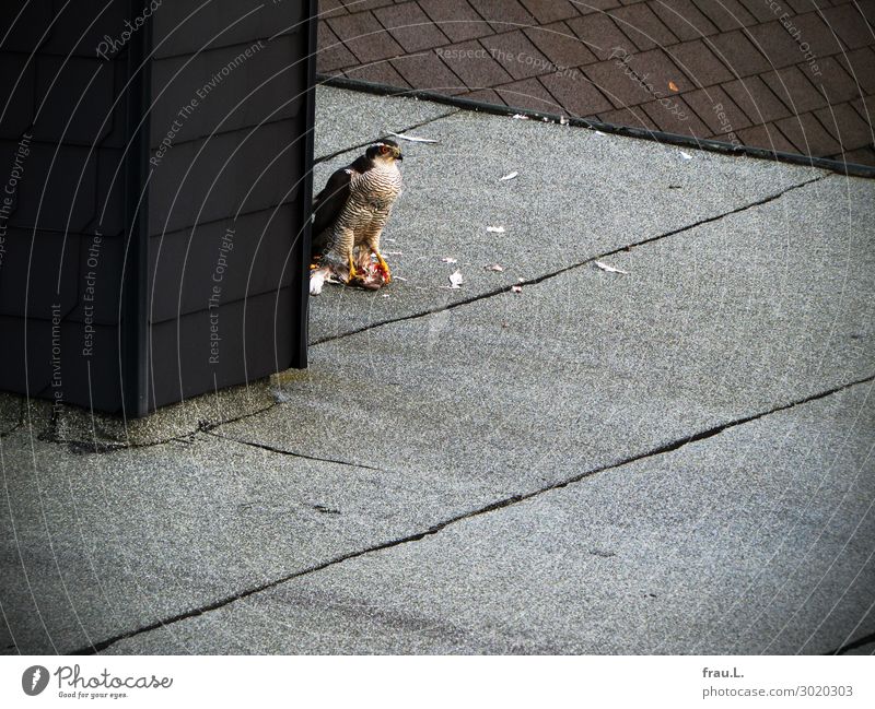 Habicht Haus Dach Tier Wildtier Totes Tier Vogel Habichte Taube Feder 2 Fressen kämpfen außergewöhnlich bedrohlich lecker stark wild grau rot schwarz weiß