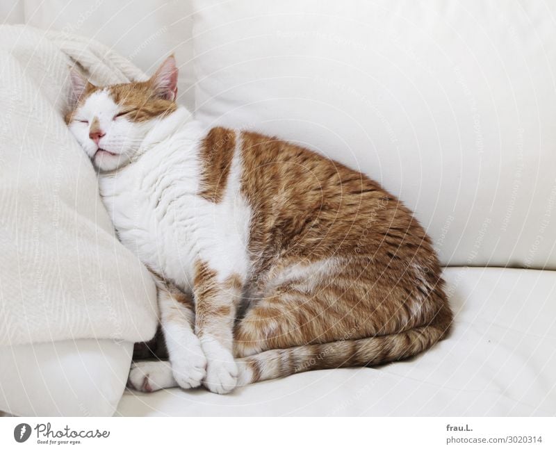 Und noch ein Kater Tier Haustier Katze 1 Erholung schlafen träumen klein niedlich schön braun weiß Zufriedenheit Lebensfreude Vertrauen Sicherheit Geborgenheit