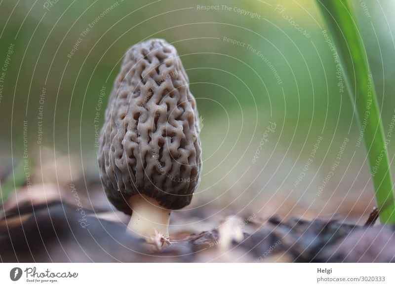 Frühlingsmorchel wächst in einem Garten Umwelt Natur Pflanze stehen Wachstum außergewöhnlich frisch einzigartig klein natürlich braun grau grün Pilz Morcheln