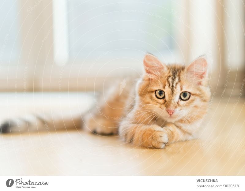 Junges, flauschiges, süßes, rotes Kätzchen, das auf dem Boden vor dem Fenster liegt. Reinrassige Sibirische Katze. Katze schaut in die Kamera jung fluffig