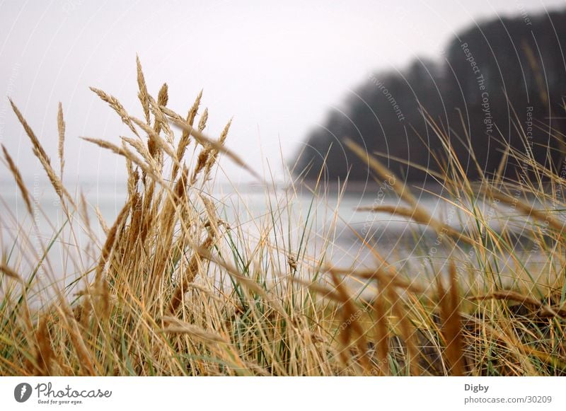 Meergras Binz Gras Winter ruhig Halm Wind