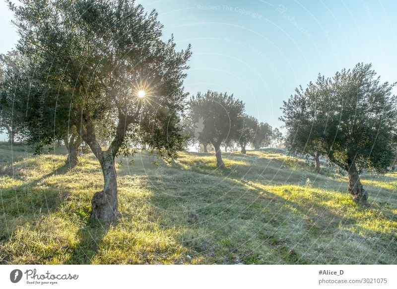 Foggy olive grove in morning dew and hazy sunlight Landscape Getränk Winter Natur nachhaltig aged agrarian agricultural agriculture branch countryside