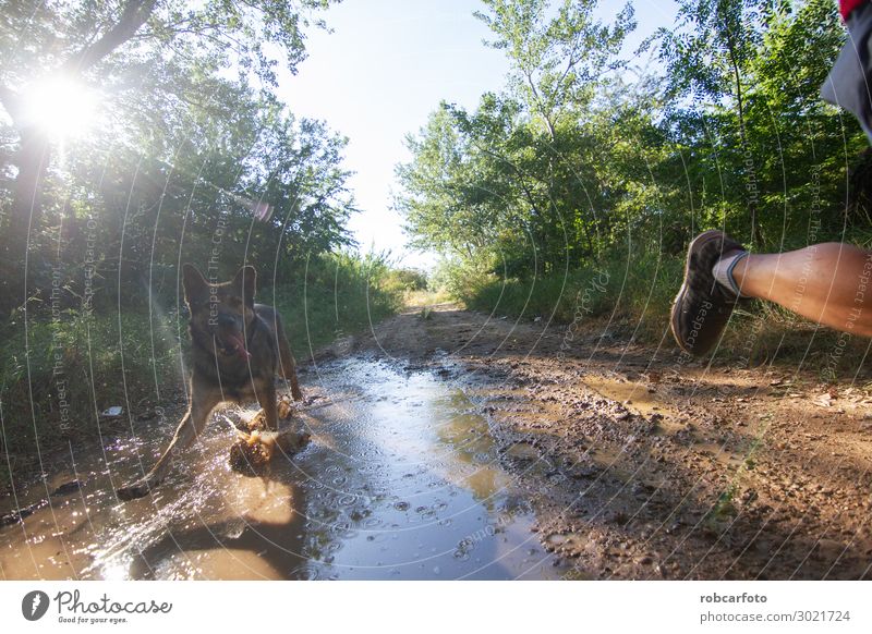 hinüberlaufend Freude Glück Freizeit & Hobby Sommer Sport Joggen Mann Erwachsene Natur Landschaft Tier Himmel Gras Haustier Hund Fitness sportlich Zusammensein