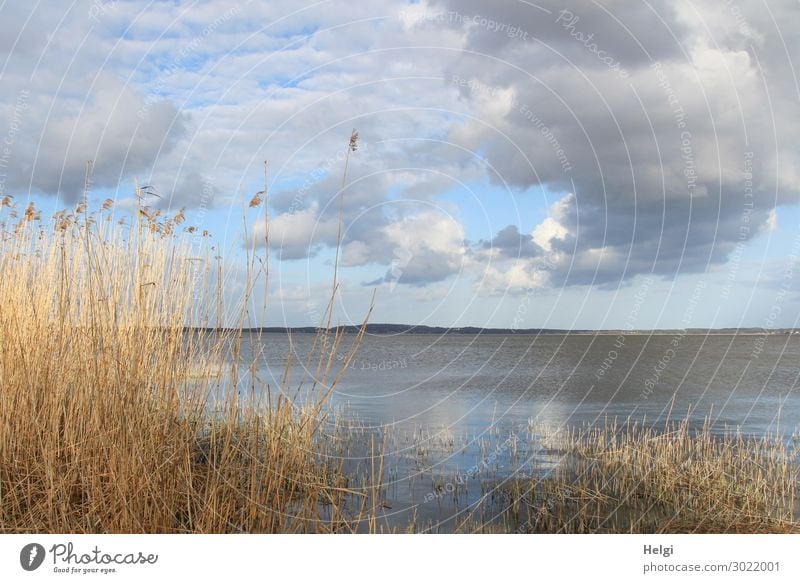 Sonnenschein und Regenwolken am Ufer des Achterwassers auf Usedom Ferien & Urlaub & Reisen Tourismus Umwelt Natur Landschaft Pflanze Wasser Himmel Wolken