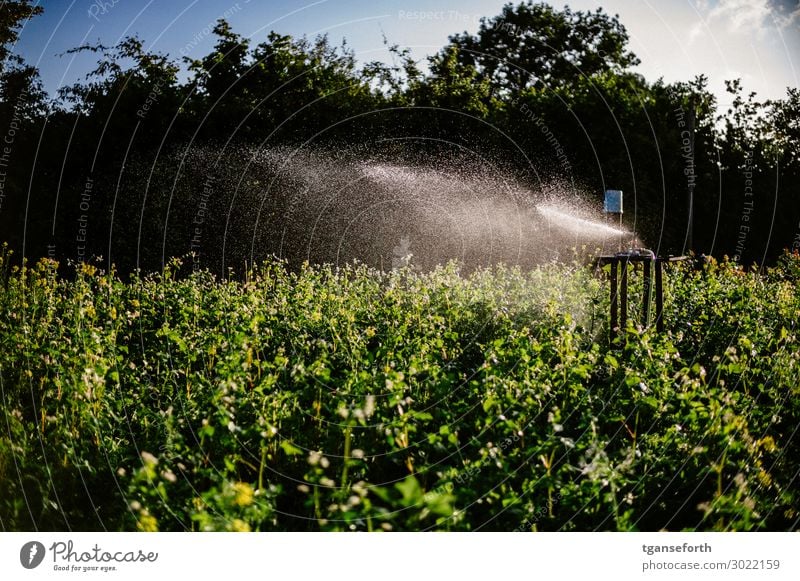 Bewässerung Reichtum Freizeit & Hobby Gartenarbeit Umwelt Natur Landschaft Pflanze Klima Klimawandel Wärme Dürre Grünpflanze Dekadenz Scham gießen Farbfoto