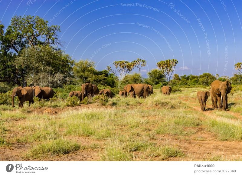 Herdenelefanten in der Savanne Spielen Ferien & Urlaub & Reisen Tourismus Safari Baby Familie & Verwandtschaft Natur Landschaft Tier Park wild Afrika Kenia