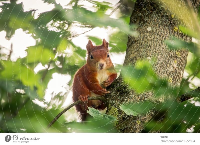 European brown squirrel in summer coat Natur Tier Wildtier Eichhörnchen 1 frech weich braun animal branch branches copy space cuddly cuddly soft cute