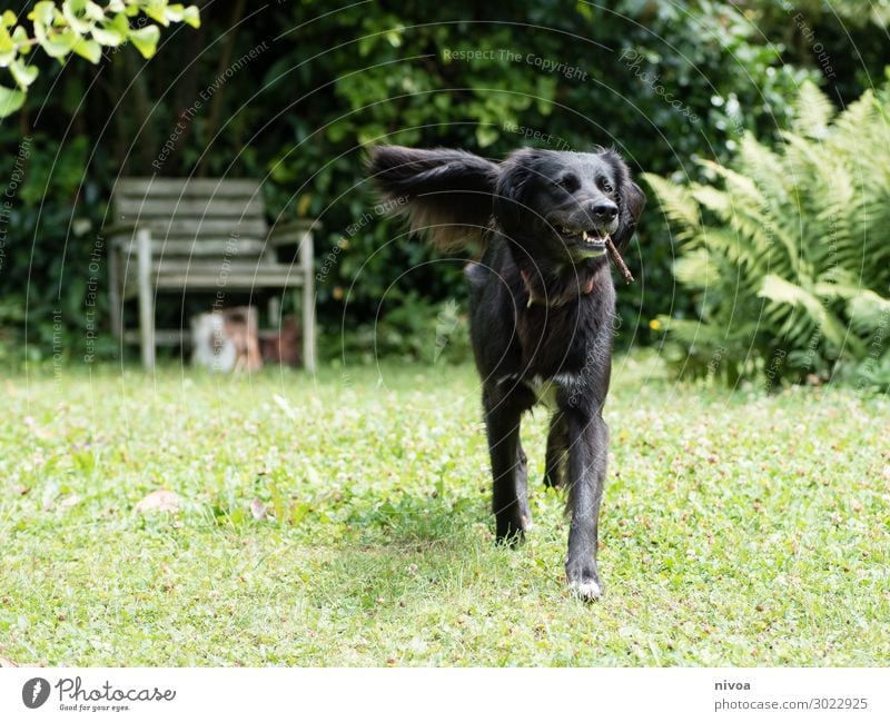 schwarzer Hund apportiert Stöckchen Freizeit & Hobby Spielen Sport Umwelt Natur Sommer Schönes Wetter Pflanze Baum Gras Sträucher Grünpflanze Garten Wiese Tier