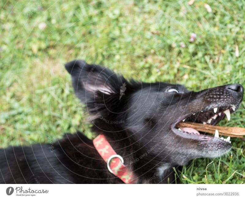 Hund liegt am Boden mit Stöckchen Spielen Sommer Gras Garten Hundehalsband Ampelmännchen Tier Haustier Tiergesicht Fell 1 Stock gebrauchen Bewegung Fressen