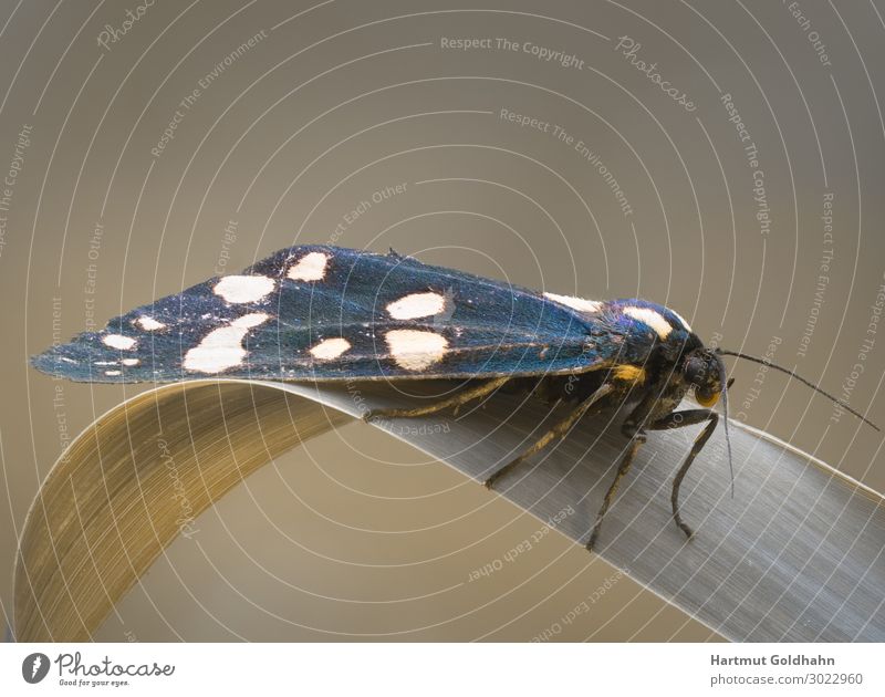 Nahaufnahme von einen Schmetterling (Nachtfalter). Sommer Natur Pflanze Tier Wiese sitzen schön Arctiinae Augen Callimorpha dominula Flügel Fühler Insekt