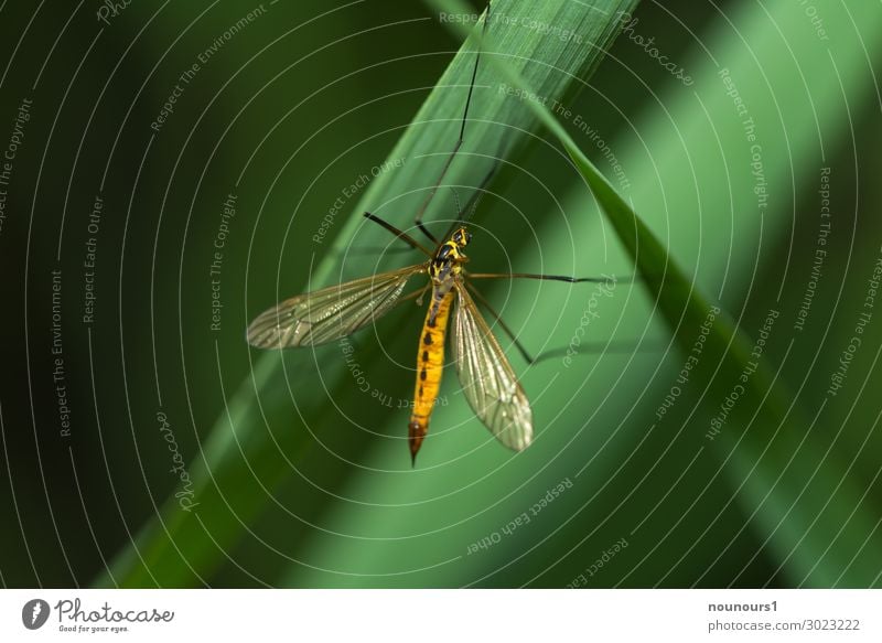 Hängepartie Sonnenlicht Sommer Pflanze Grünpflanze Tier Wildtier Schnake 1 hängen schaukeln gelb grün schwarz Farbfoto mehrfarbig Außenaufnahme Makroaufnahme