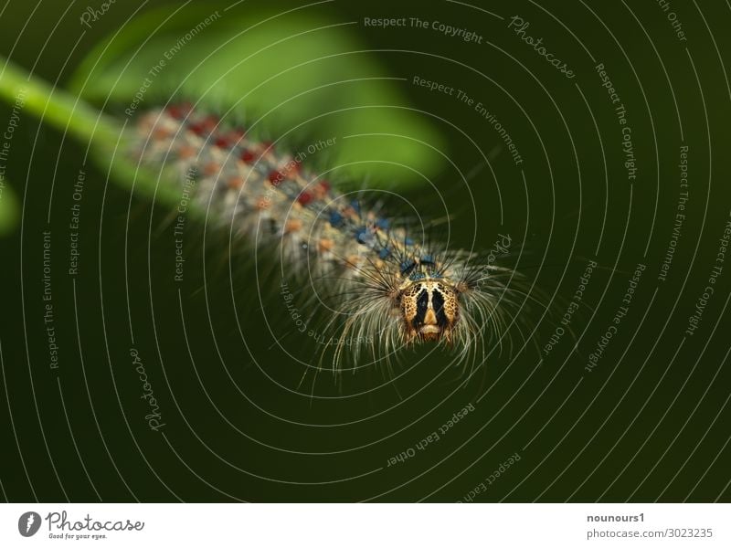 Schwammspinnerraupe Tier Wildtier Raupe 1 Fressen schön Neugier stachelig blau braun grün rot schwarz krabbeln kriechen bunt haarig Farbfoto Außenaufnahme