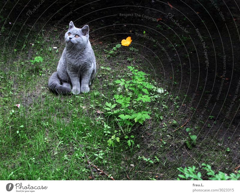 Kater mit Blume Gras Wildpflanze Garten Tier Haustier Katze 1 Blühend Blick sitzen grau grün orange schwarz Zufriedenheit ruhig Freiheit Idylle Mohn Farbfoto