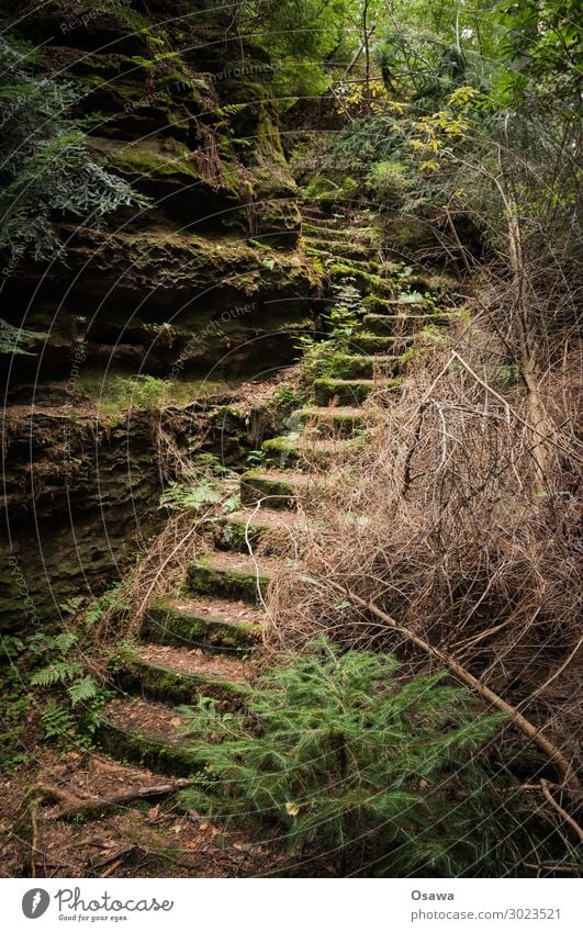 Treppe in der Sächsischen Schweiz Landschaft Berge u. Gebirge Felsen Natur Mittelgebirge Gesteinsformationen Wald Baum Blatt grün Unterholz Sträucher alt