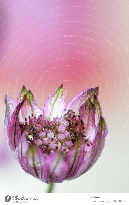 Sterndoldenblüte vor rosa Hintergrund Blume Blüte Große Sterndolde Doldenblütler Asteride klein schön grün Studioaufnahme Nahaufnahme Detailaufnahme xenias