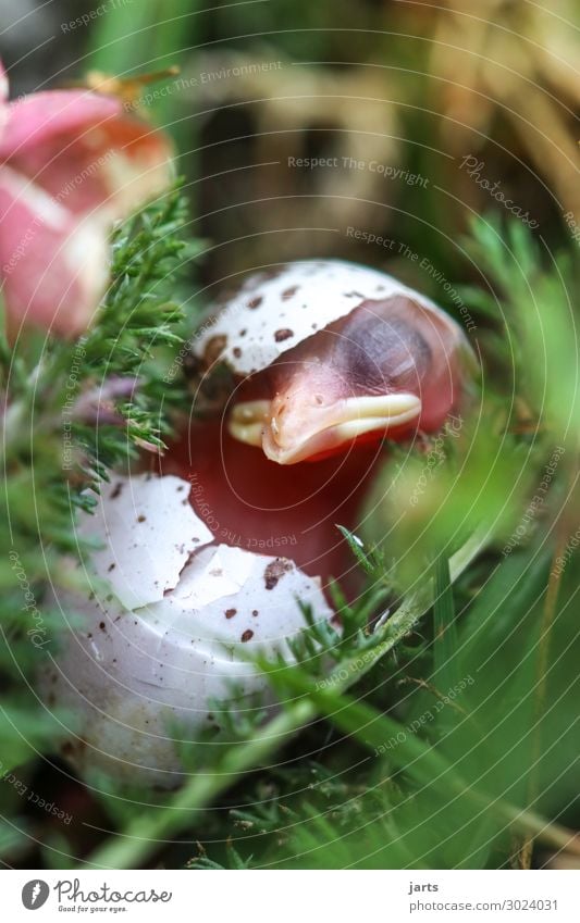 kleiner piepmatz Frühling Sommer Gras Moos Wiese Wald Tier Wildtier Vogel 1 Tierjunges schlafen natürlich niedlich Gelassenheit geduldig ruhig Leben Natur Küken