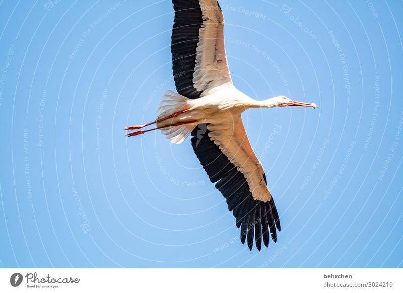 abgehoben | zur nahrungsaufnahme Natur Himmel Wildtier Vogel Flügel Storch Feder Schnabel Küken fliegen Fressen außergewöhnlich fantastisch frei hoch schön blau