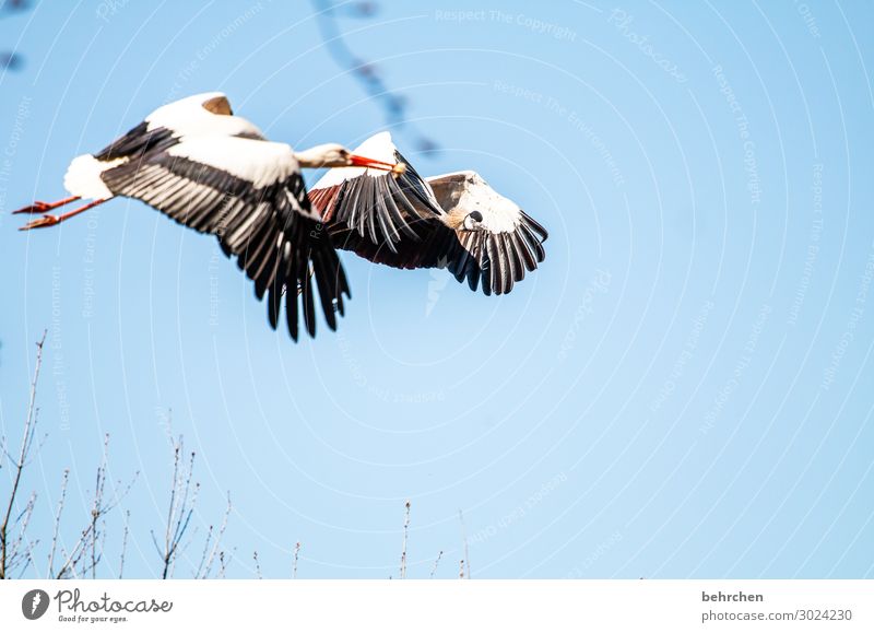 luftig(e) | freundschaft Himmel Wildtier Vogel Tiergesicht Flügel Storch Kranich Küken Metallfeder fliegen Fressen außergewöhnlich elegant fantastisch schön