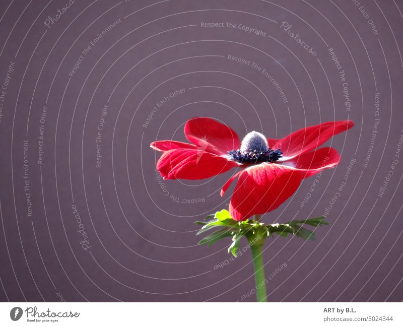 geöffnet Pflanze Frühling Sommer Blume Blüte Garten Park Duft verrückt weich grün rot schwarz Energie entdecken Erholung Gefühle Hoffnung Farbfoto Außenaufnahme